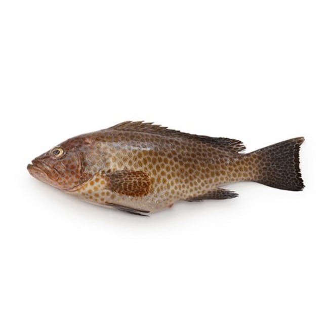 Pan Ready Hamoor Fish per KG