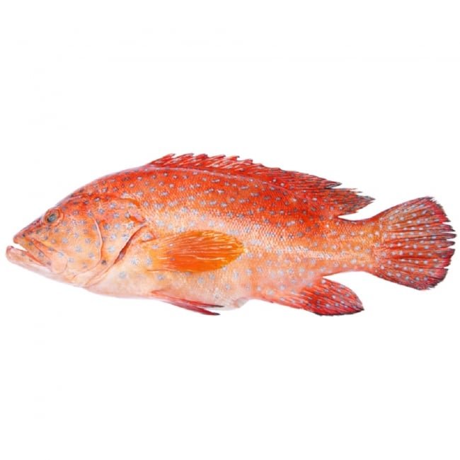 Damma (Hamoor) Fish per KG