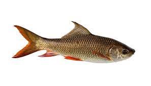 Rohu Fish Per 2KG (2501-3000gm/Pc)