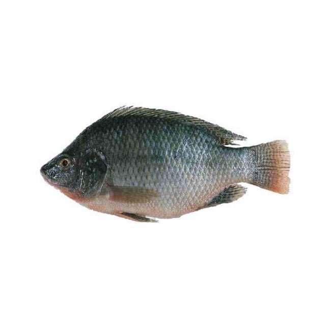 Tilapia Per 1KG