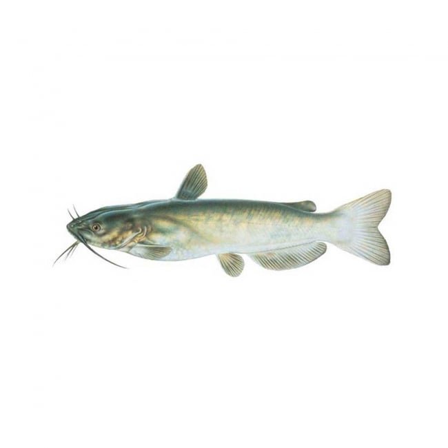Desi Khagga Fish per 1KG