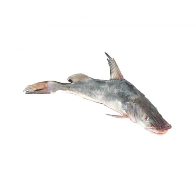 Singhari Fish 1KG