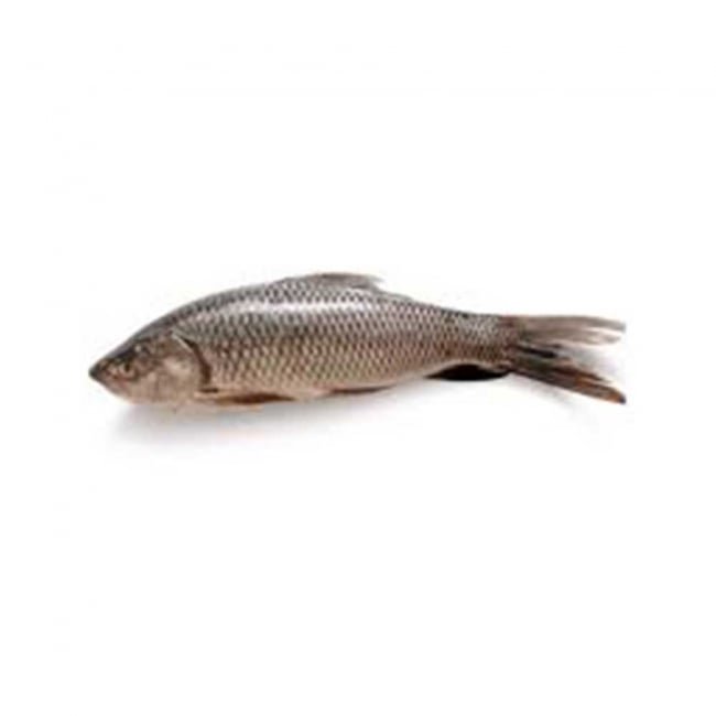 Gisser 1KG