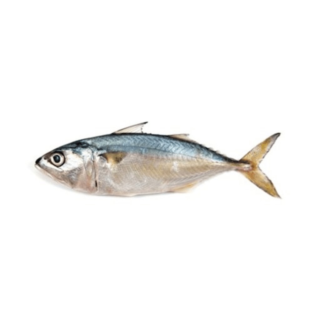 Mackerel (Bangra) 1KG