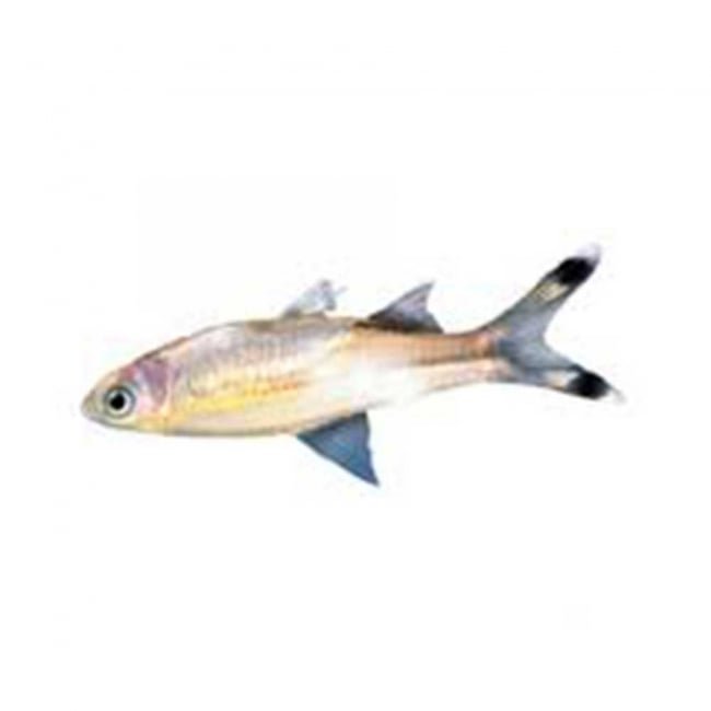 White Dandia per 1KG