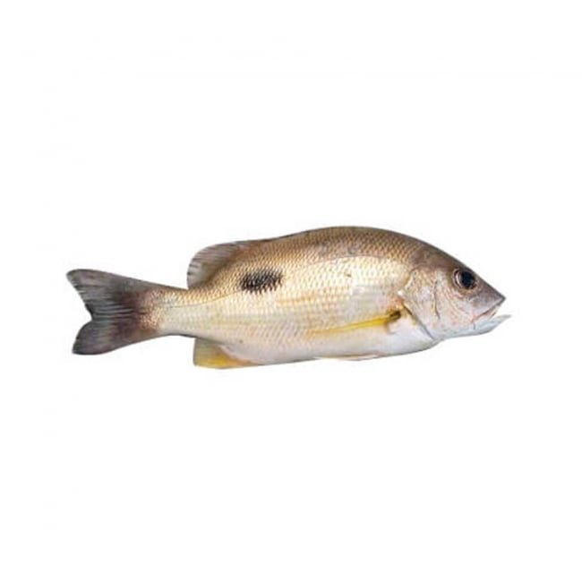 Goli Fish 1KG
