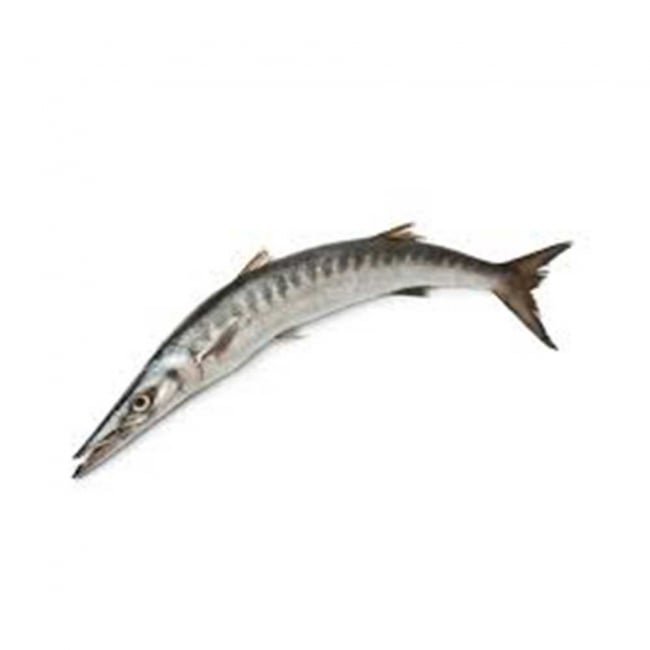 Barracuda Fish (Kund) (2 - 5KG Size) per 2KG