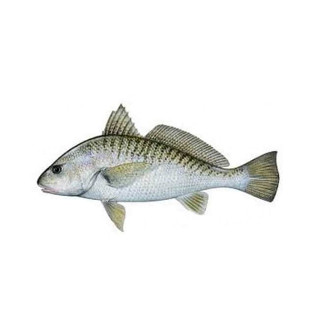 Dhoter Fish 1KG