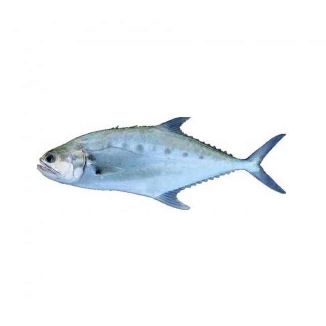 Queen Fish per 3KG
