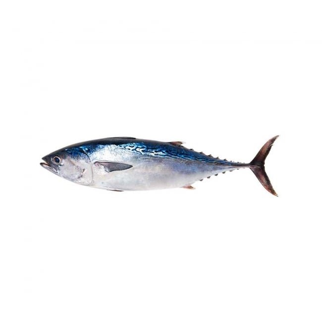 Tuna Fish per 2KG