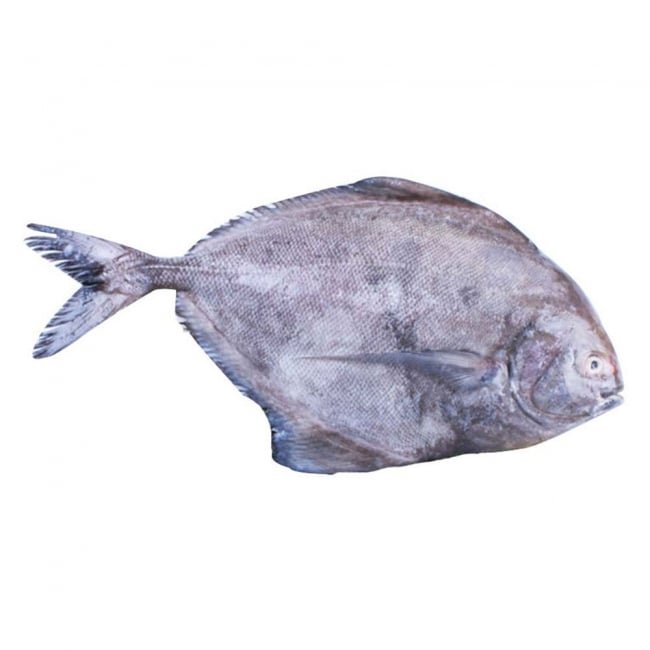 Black Pomfret Fish (Small) 1KG