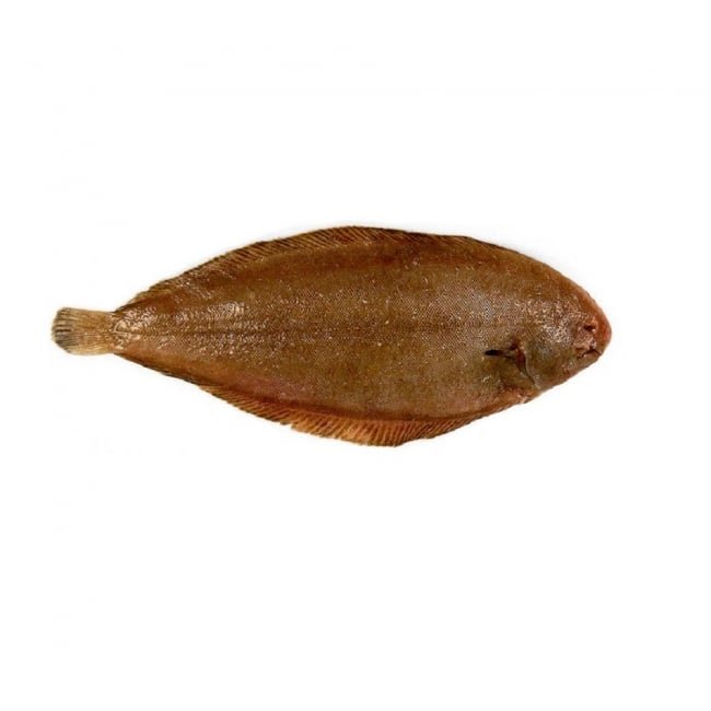 Round Sole Fish per 1KG