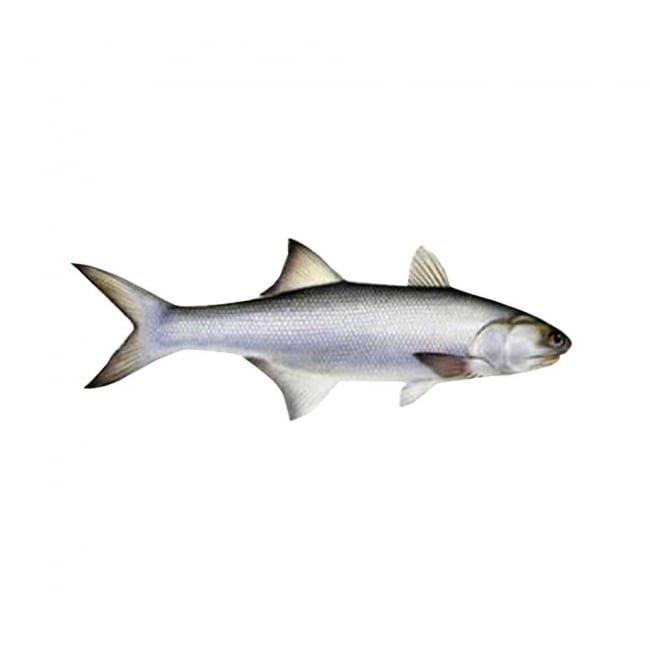 Indian Salmon Fish (Rawans) Per 2KG