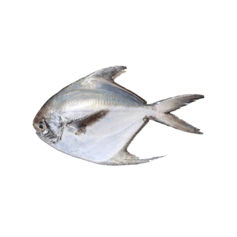 Black Pomfret (Large) Per KG